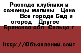 Рассада клубники и саженцы малины › Цена ­ 10 - Все города Сад и огород » Другое   . Брянская обл.,Сельцо г.